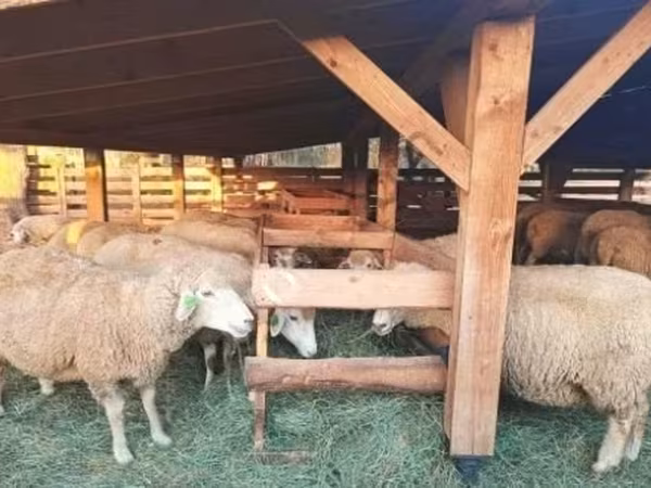 أغنام (دفعة، الجنس غير محدد), الأغنام