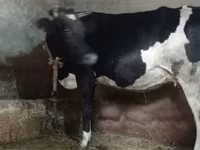 بقرة, Russian Black pied cattle — الصورة 2