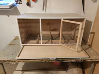 Papuqay,dovşan,hamster,şinşila,bildirçin,cücə,xamyak,pişik,quş,tısbağa — Foto 3