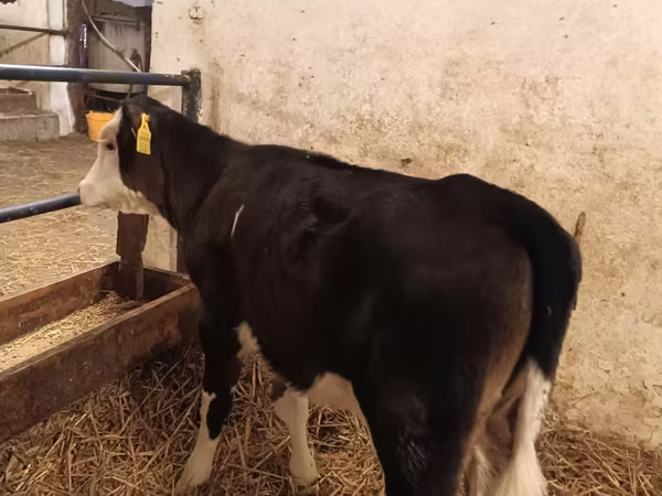 母牛, Aberdeen-Angus