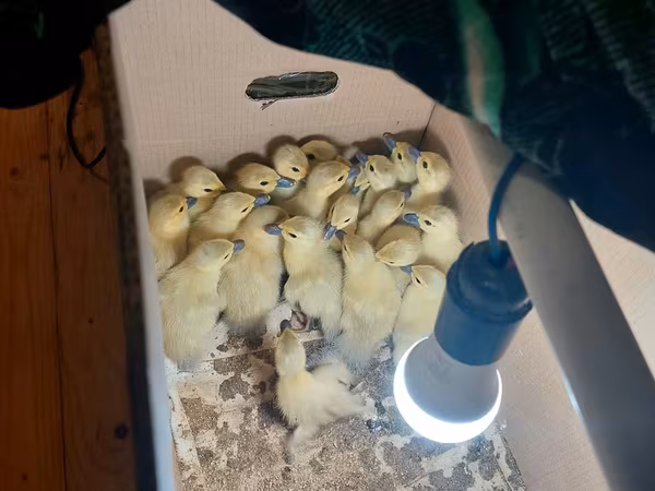 Ducks