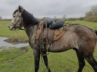 At, Azerbaijan horse — foto 4