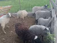 Carnero, Romanov sheep — foto 3