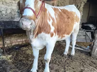 Buqa, Simmental cattle — 1-rasm
