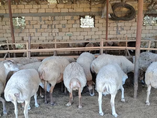 Sheep (batch, sex not specified), Sheep — Azerbaijan
