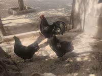 Australorp — photo 2
