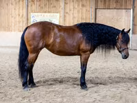 Madyan, Friesian — foto 3