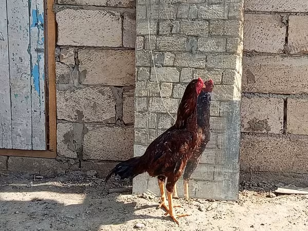 Chickens — Azərbaycan