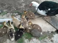 Ev Muskovisi — foto 3
