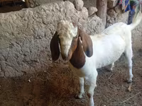 Keçi, Boer goat — foto 2