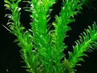 Էլոդեա Դենսա (Elodea densa) – 3 ճյուղ կենդանի ակվարիումային բույս — zdjęcie 3