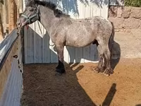 घोड़ा, Appaloosa — फ़ोटो 1