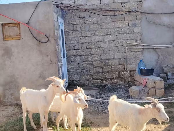 Dişi keçi, Saanen goat