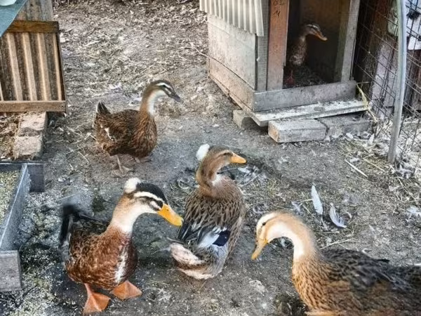 Ducks