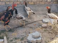 Ayam Cemani — foto 4