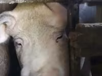 मादा सूअर — फ़ोटो 4