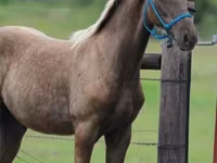 घोड़ा, Black Sea breed — फ़ोटो 3