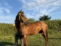 At, Akhal-Teke — foto 3