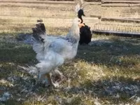 Brahma — foto 3
