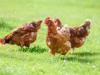 Chickens — الصورة 2