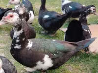 Ducks — الصورة 2