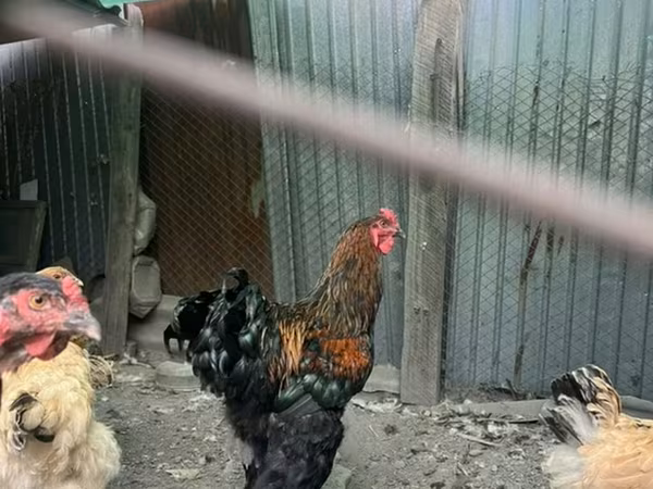 Brahma