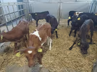 母牛, Simmental cattle — 照片 2