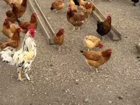 Chickens — foto 2
