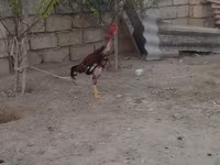 Chickens — 照片 5