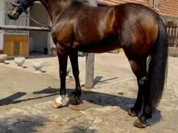 Аттар (партия, жынысы көрсөтүлгөн эмес), Аттар