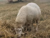 Qoç, Bardhoka sheep — foto 3