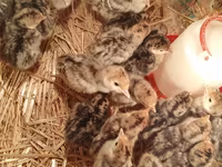 Turkeys — photo 4