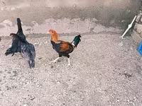 Chickens — foto 2