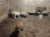Goats (batch, sex not specified), Goats — photo 1