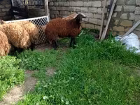 Billy Goat, Goats — photo 7