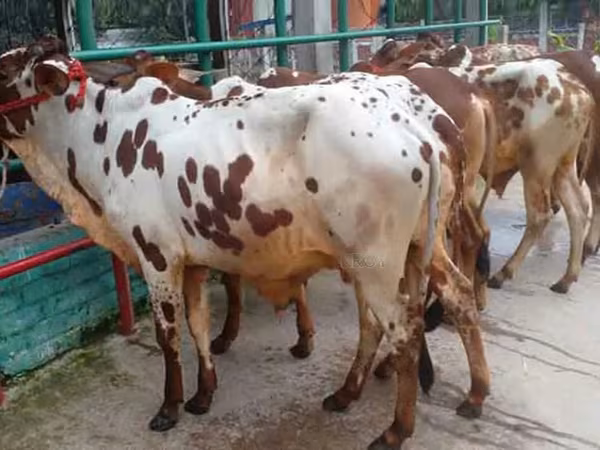 公牛, Cattle