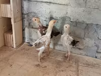Chickens — photo 1