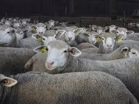 Qoyun, Ile-de-France sheep — foto 3