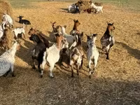 Cabra, Dutch Landrace goats — foto 2