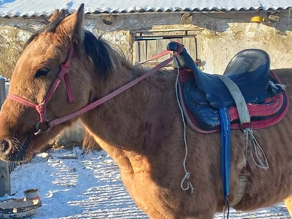 Конь, Казахская лошадь