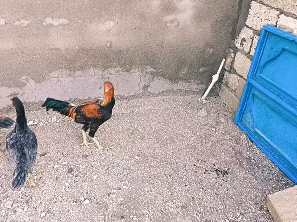 Chickens