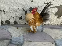 Chickens — photo 1