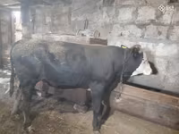 Bulle, Russian Black pied cattle — Foto 6
