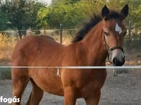 Kobyła, Haflinger — zdjęcie 3