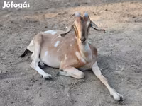 Koza, Nubian Goat — foto 2