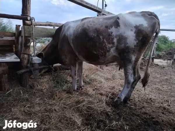 Уй, Кызыл латвиялык