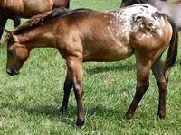 Madyan, Appaloosa — foto 2