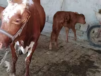 Krava, Simmental cattle — foto 2