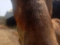 Horse (M), Horses — photo 5