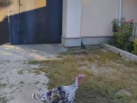 Turkeys — foto 1